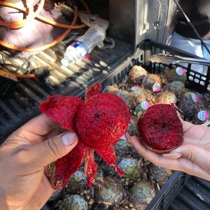 Meet your Posher, Jesus